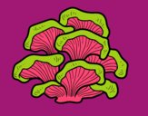 Pleurotus mushrooms