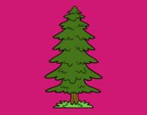 Great fir tree