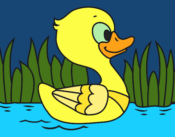 River duck