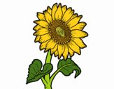 Sunflower flower