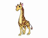 Female giraffe