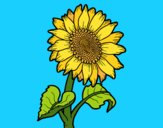 Sunflower flower