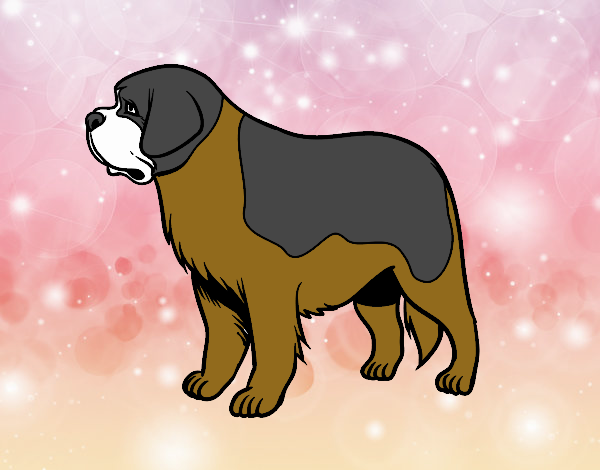 St. Bernard dog