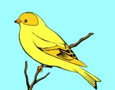 Wild canary
