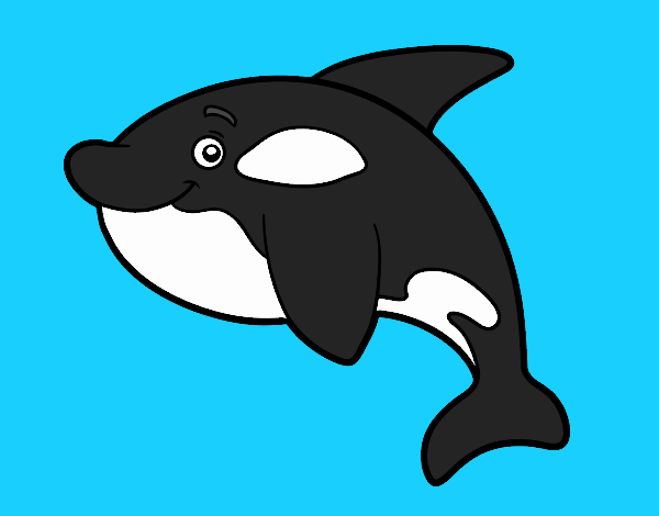 Young killer whale