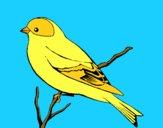 Wild canary