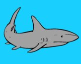 A shark swimming