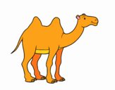 African camel