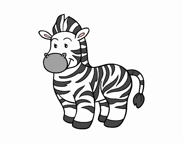 The  zebra