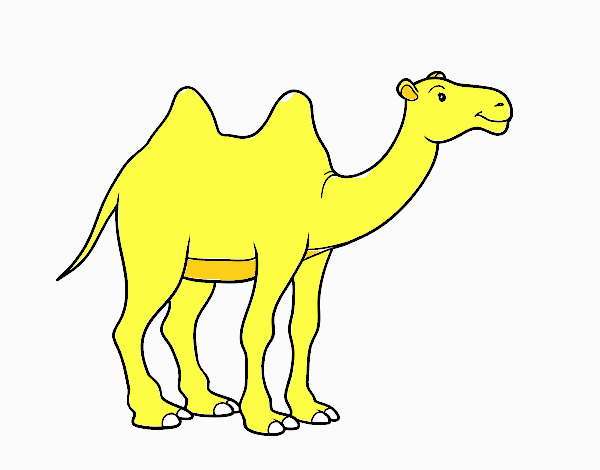 African camel